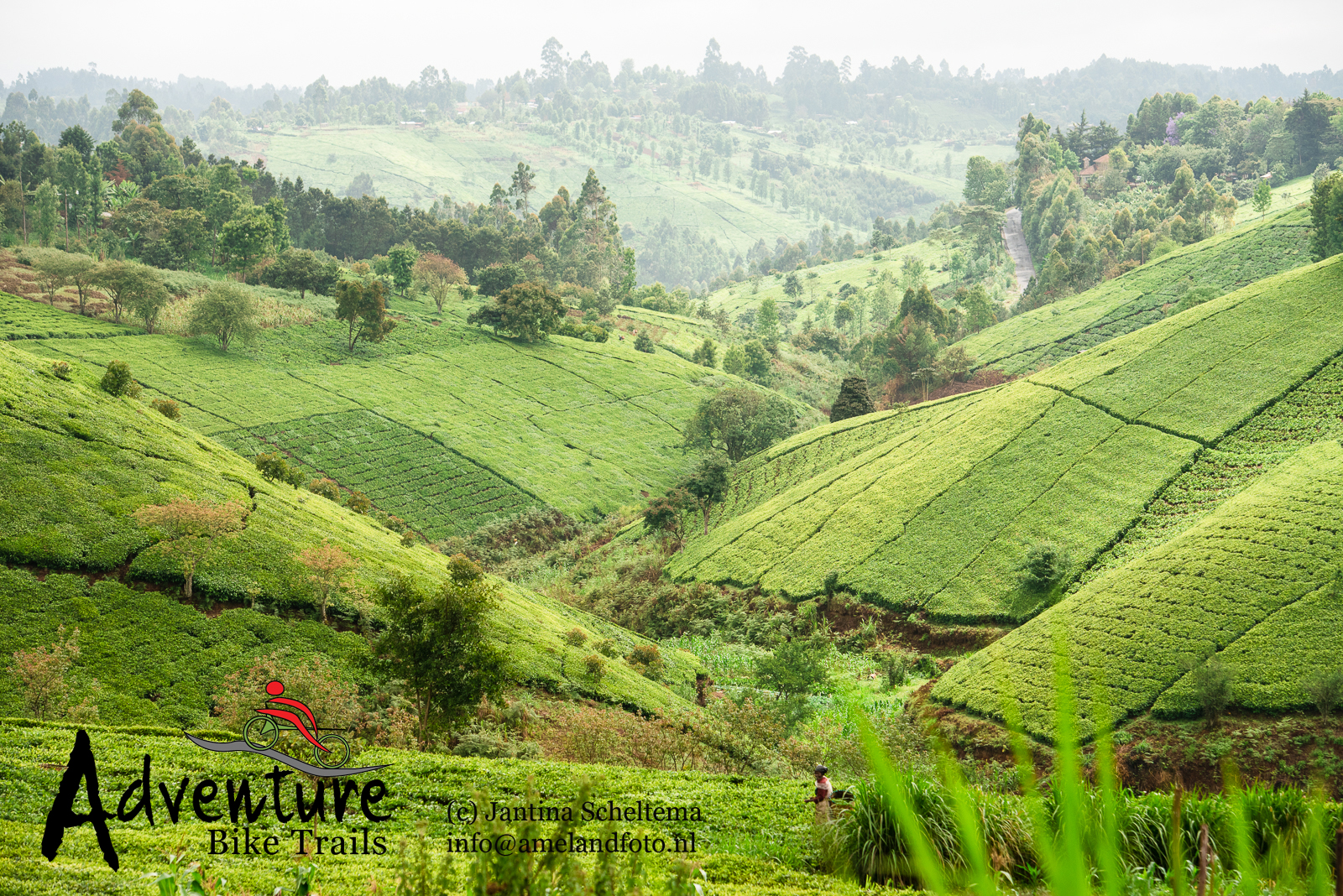 Tea fields, Kenya, Adventure bike trails